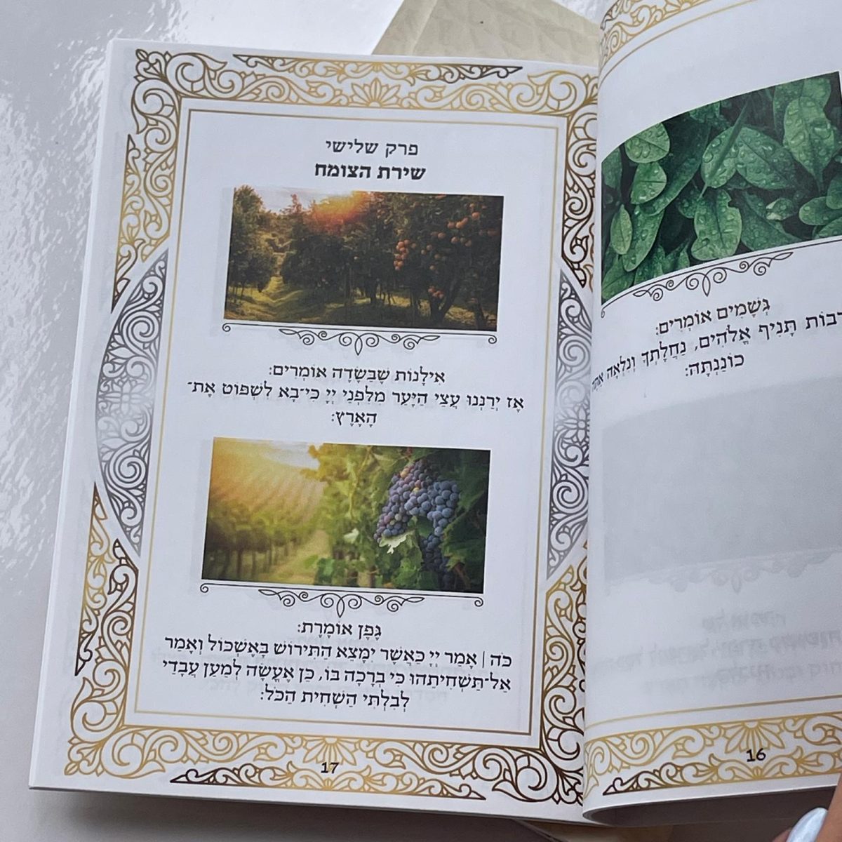⁦פרק שירה⁩ – תמונה ⁦3⁩